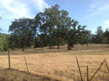 Fields next to house on Davis Ranch